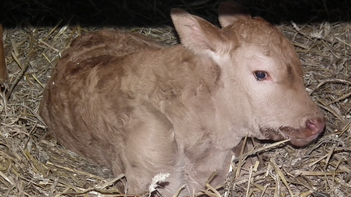 gite à la ferme