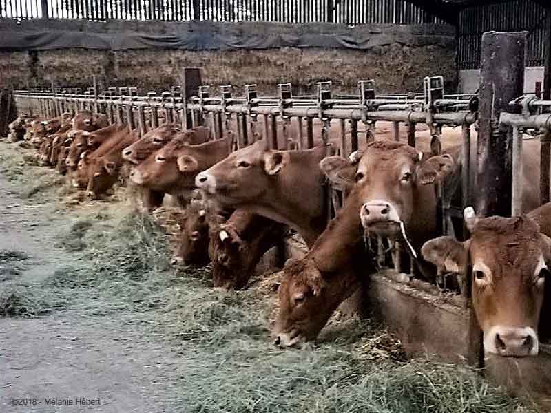 vaches limousines