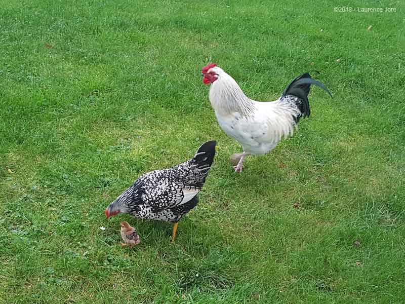 gite à la ferme