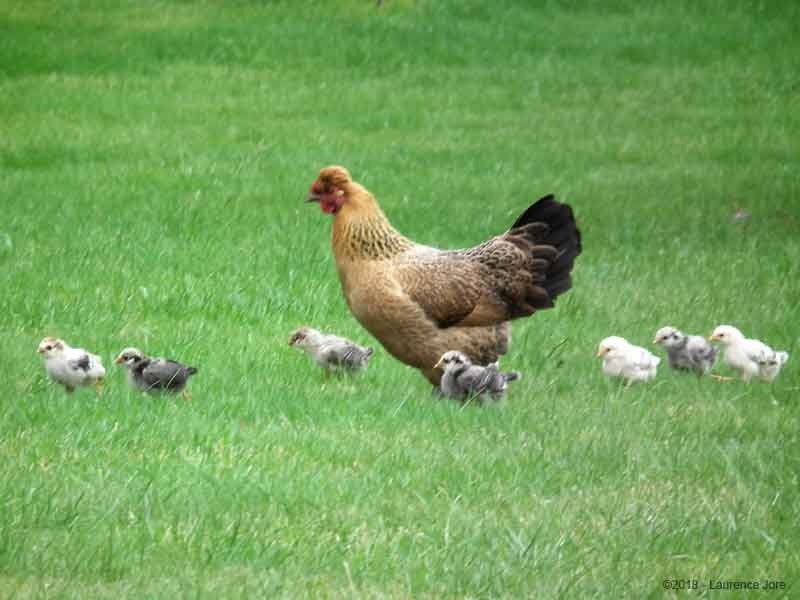 poules poussins