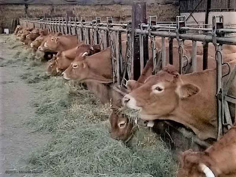 vaches limousines