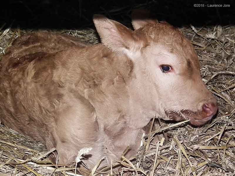 Veau limousin